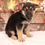 Thumbnail: German Shepherd