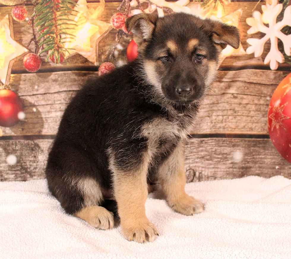 Thumbnail: German Shepherd