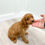 Thumbnail: Rocky Cavapoo