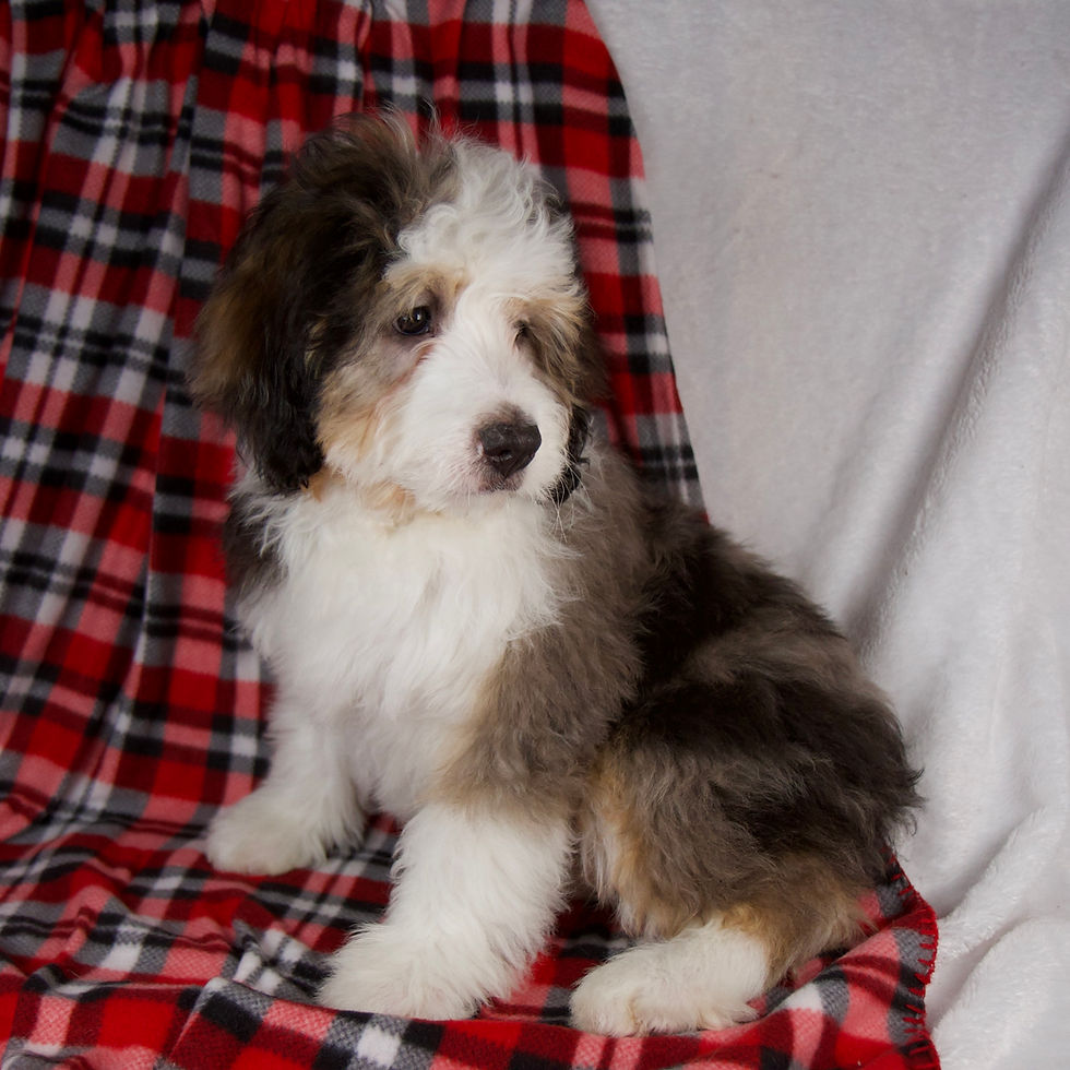 Thumbnail: Jolly Boy Mini Bernedoodle