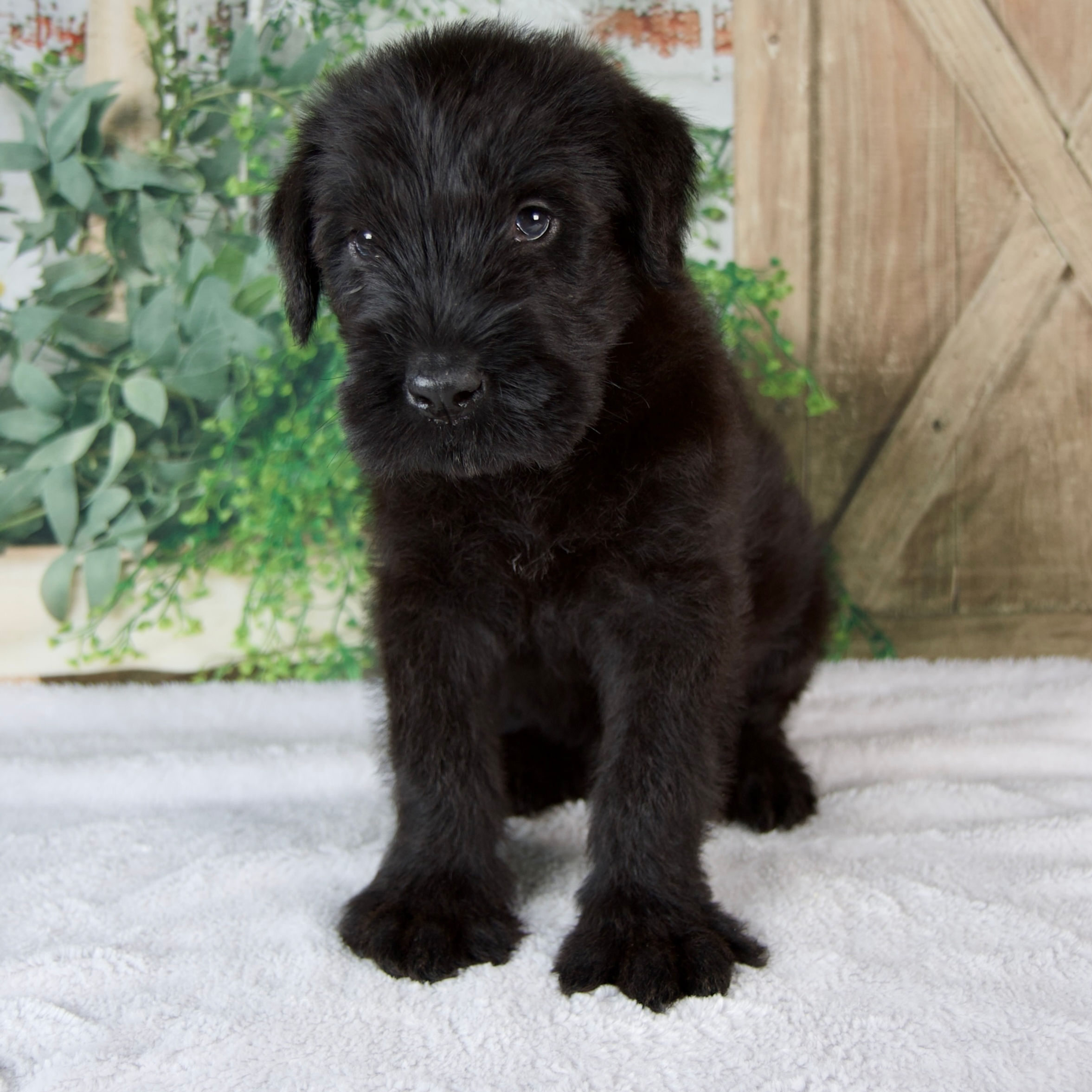 Giant Schnauzer