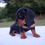 Thumbnail: Miniature Dachshund