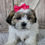 Thumbnail: Lulu