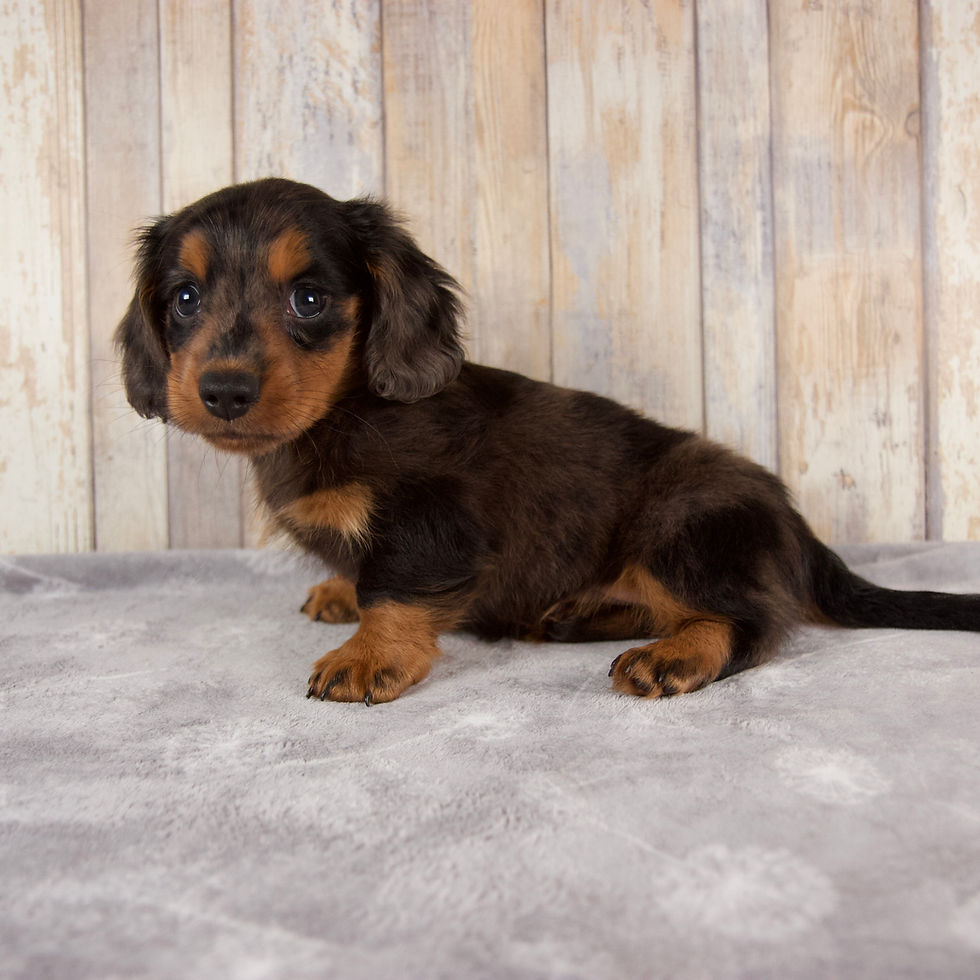 Thumbnail: Miniature Dachshund