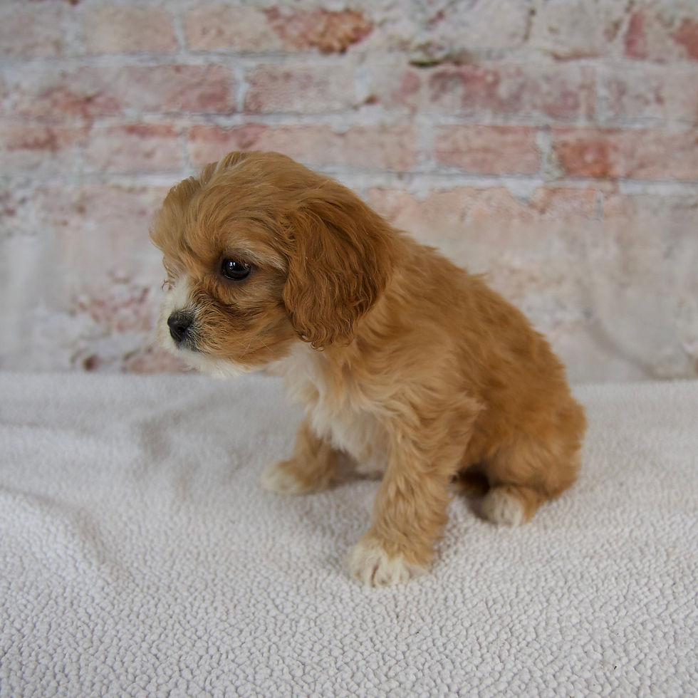 Thumbnail: Honey Cavapoo