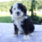 Mini Beredoodle