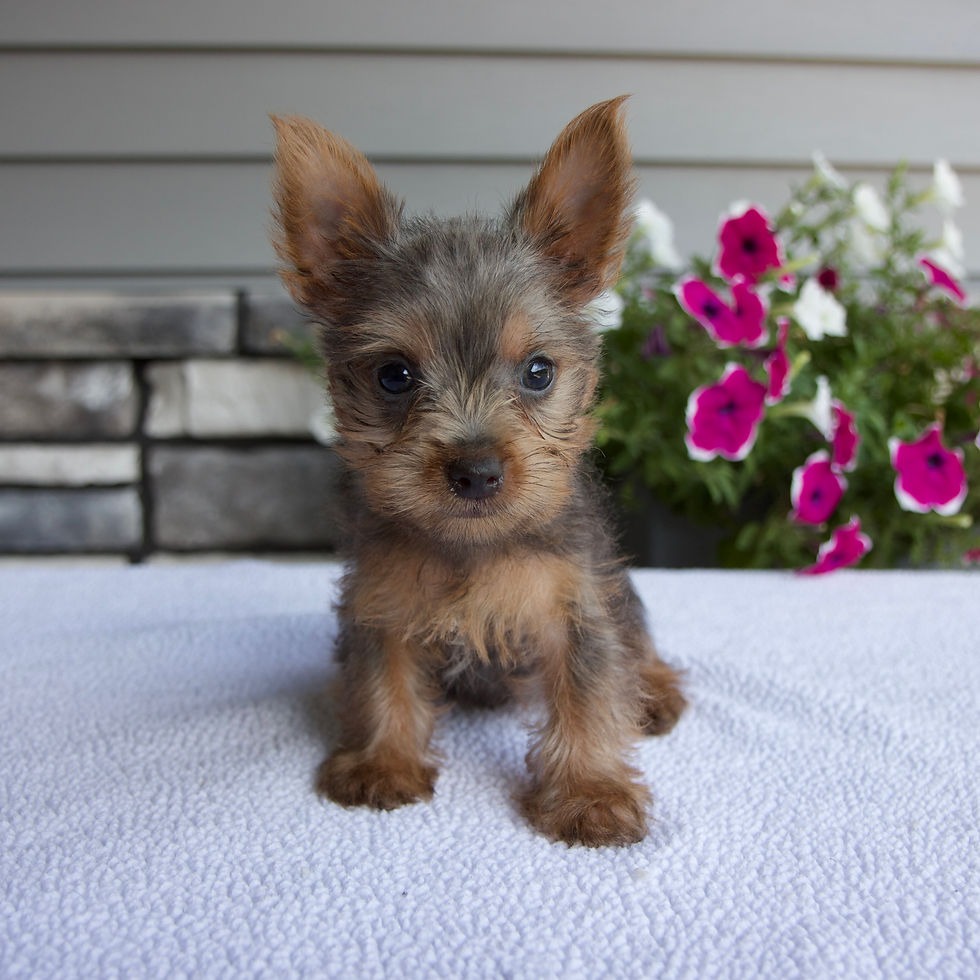 Yorkie