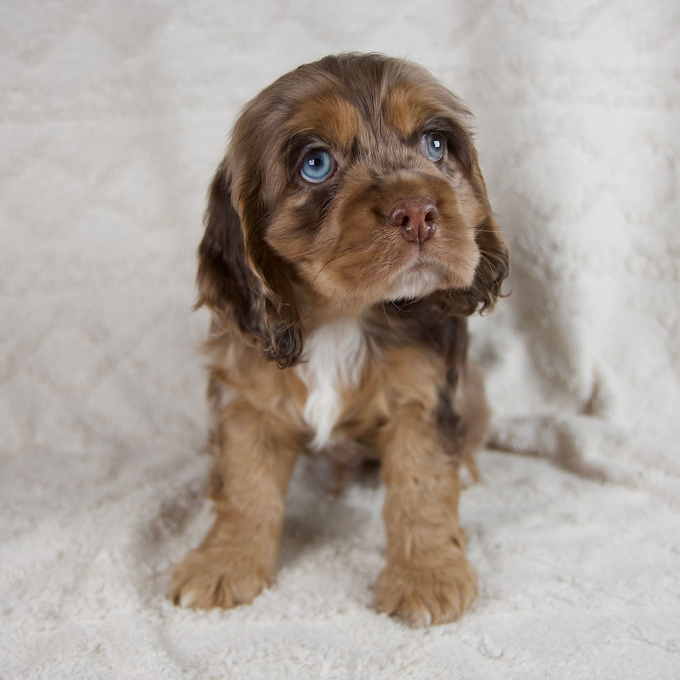 Thumbnail: Banjo Cocker Spaniel
