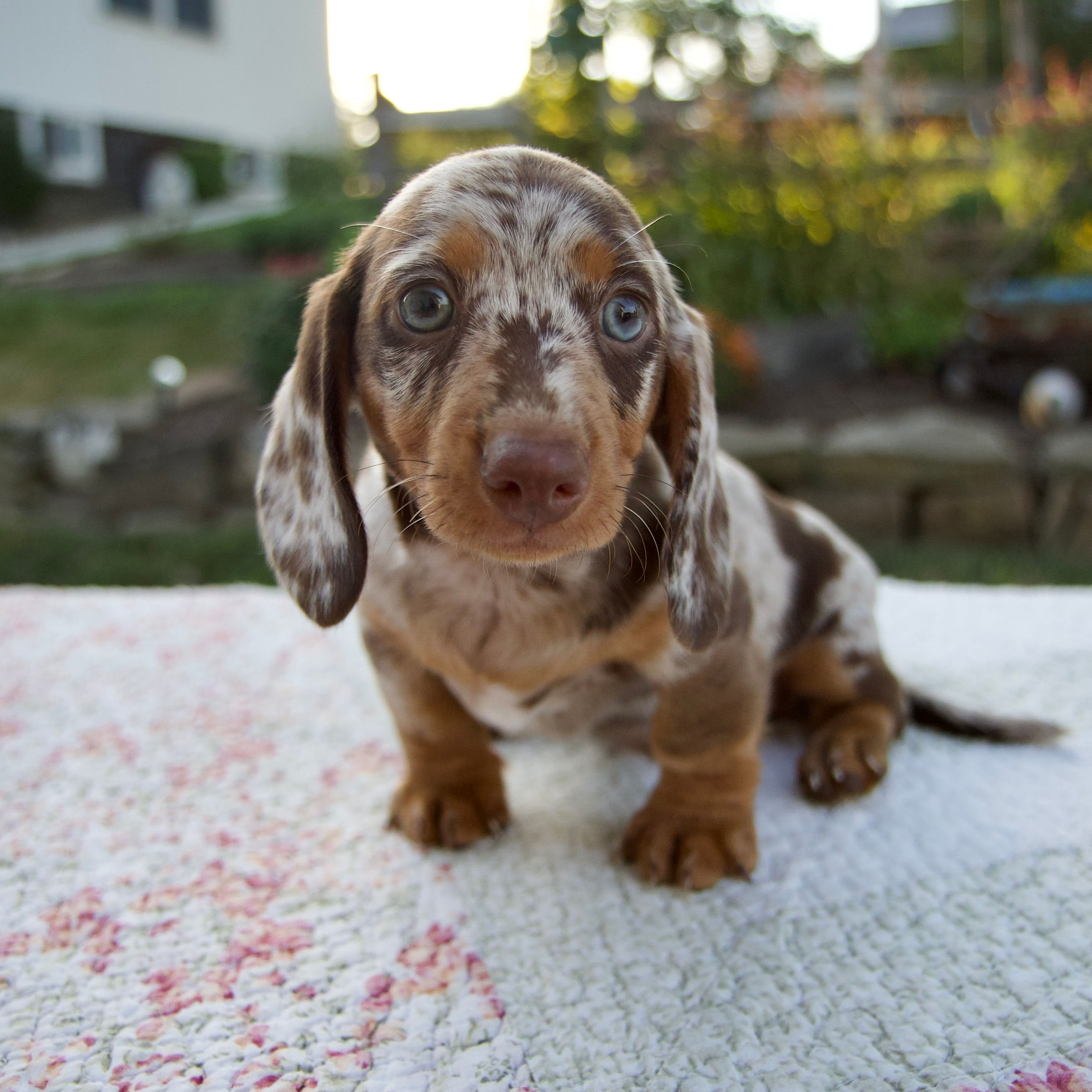 Noah Mini Dachshund