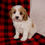 Thumbnail: Cavapoo