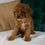 Thumbnail: Cavapoo