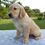 Thumbnail: Golden Retriever