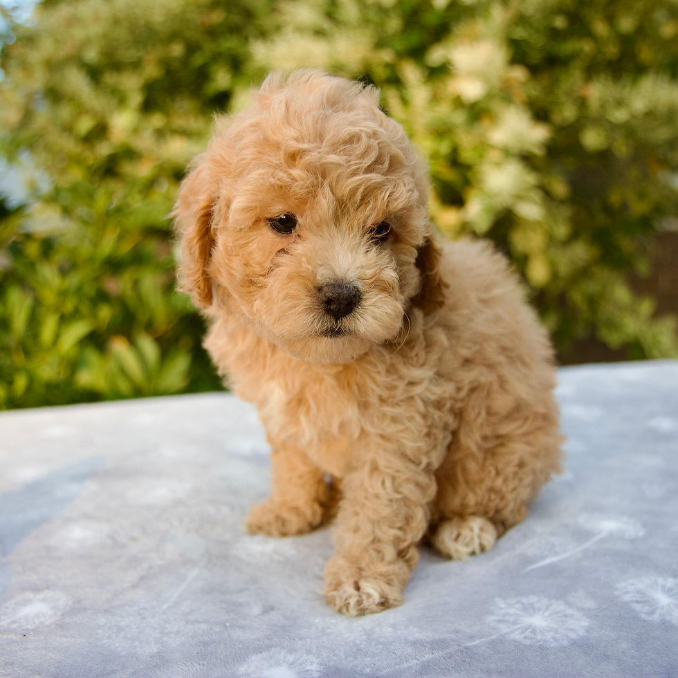 Thumbnail: Cavapoo