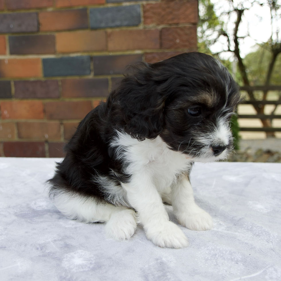 Thumbnail: Cavapoo
