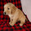 Thumbnail: Tigger Golden Retriever