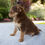 Thumbnail: Chihuahua