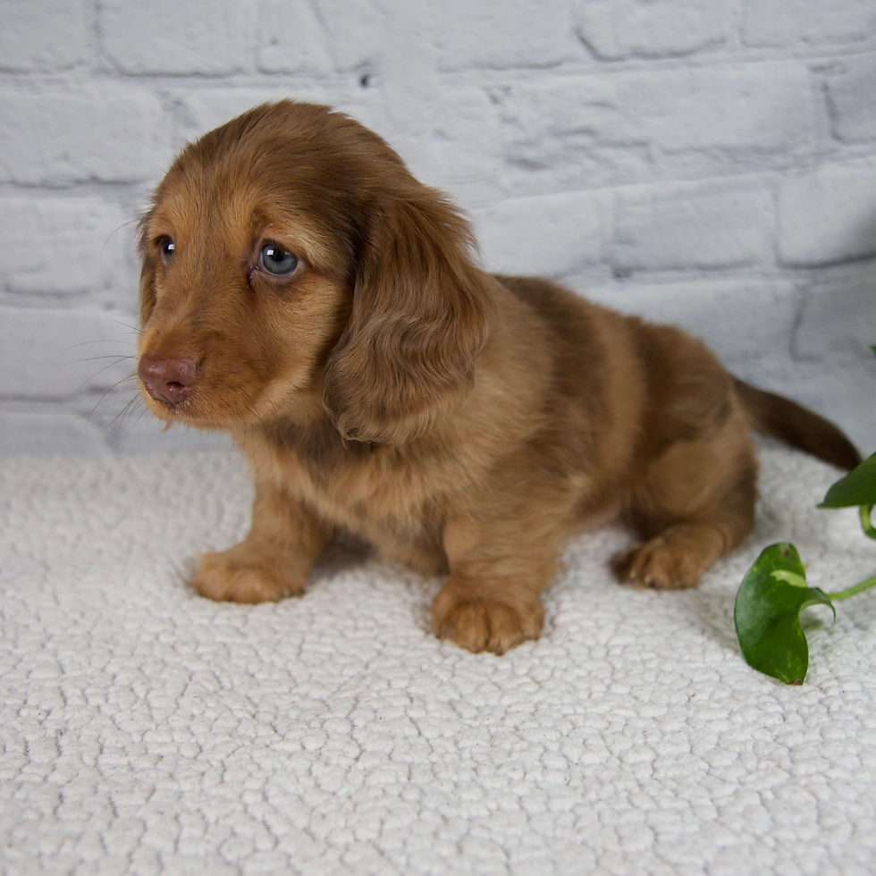 Thumbnail: Dachshund