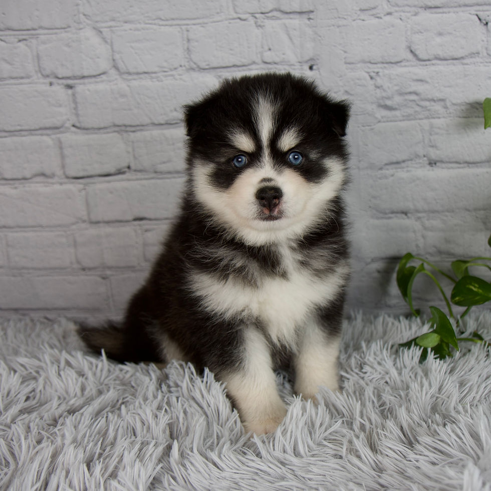 Thumbnail: Tanner Pomsky