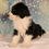 Thumbnail: Mini Bernedoodle