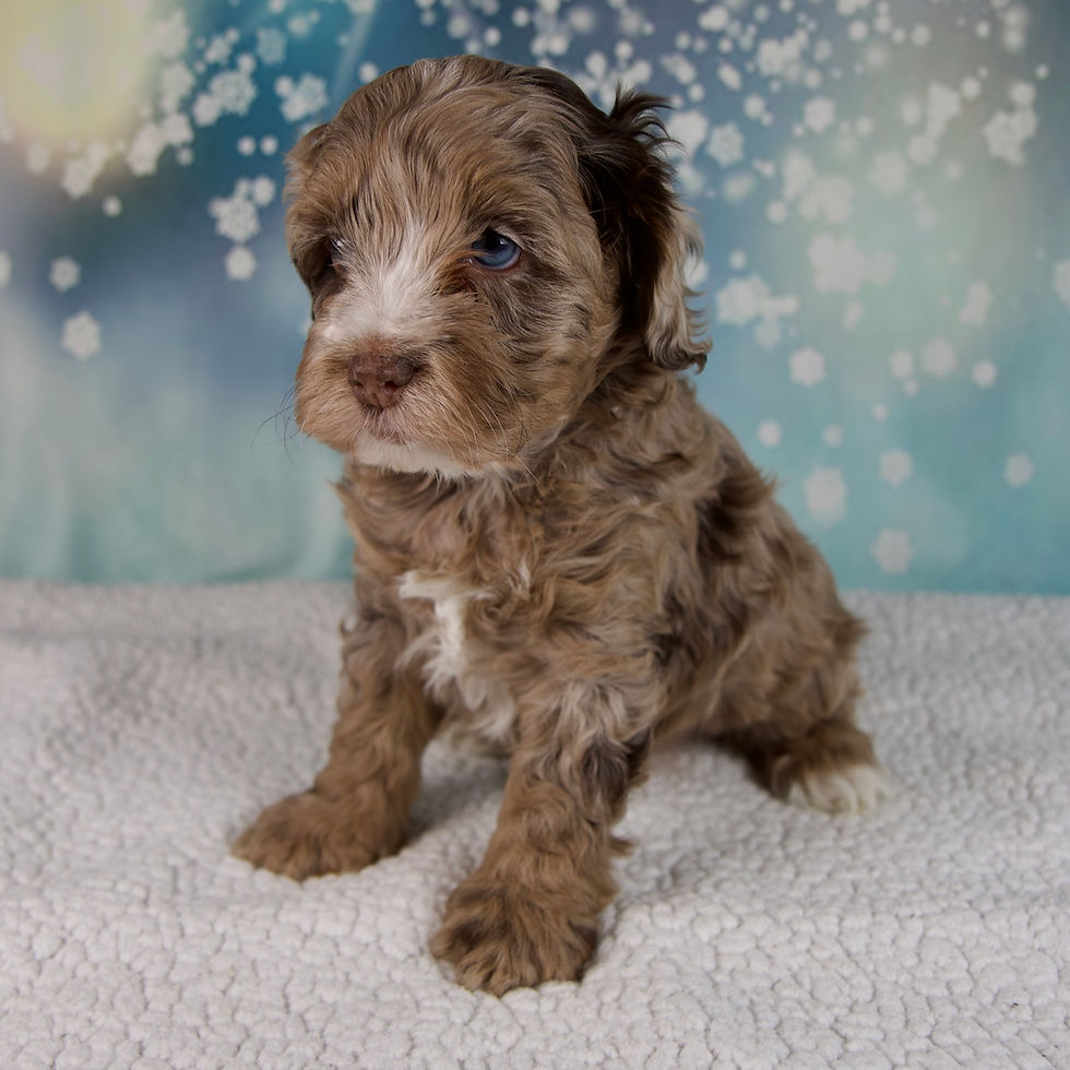 Thumbnail: Coco Cockapoo