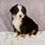 Thumbnail: Ember Bernese Mt. Dog
