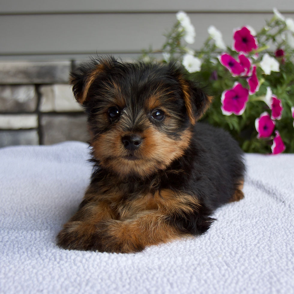 Thumbnail: River Yorkie