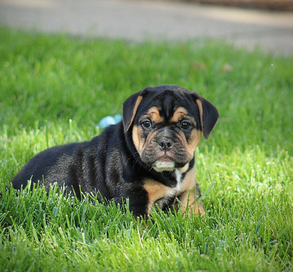 Thumbnail: Brooklyn Beabull