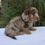 Thumbnail: Miniature Dachshund