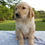Thumbnail: Golden Retriever
