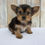 Thumbnail: Kyra Morkie