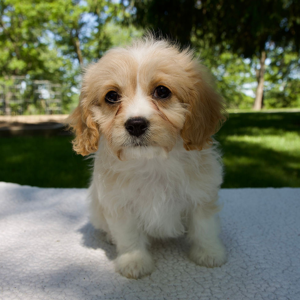 Thumbnail: Cavapoo