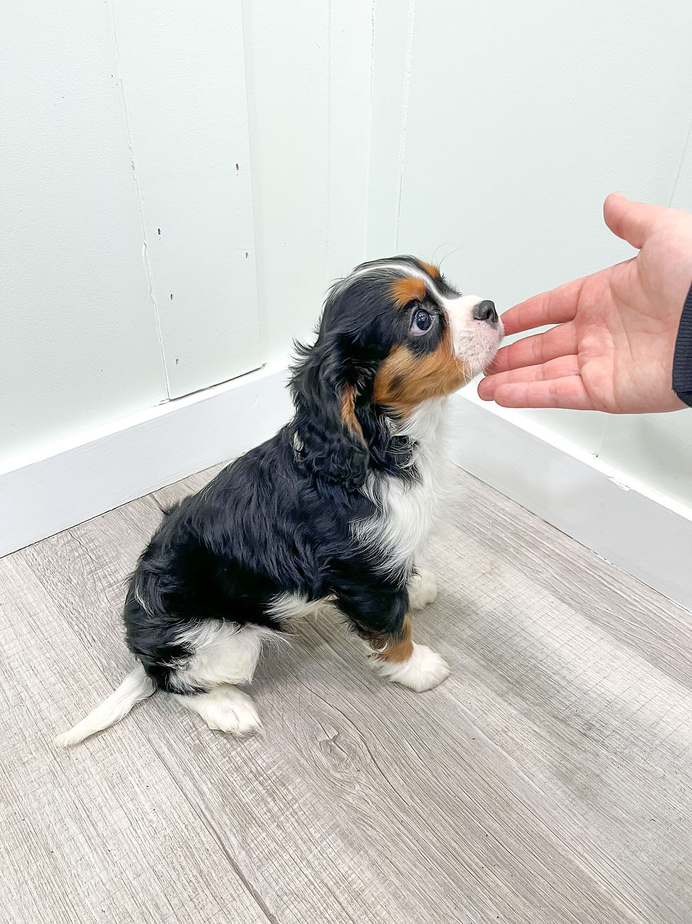 Thumbnail: Duff Cavalier King Charles Spaniel