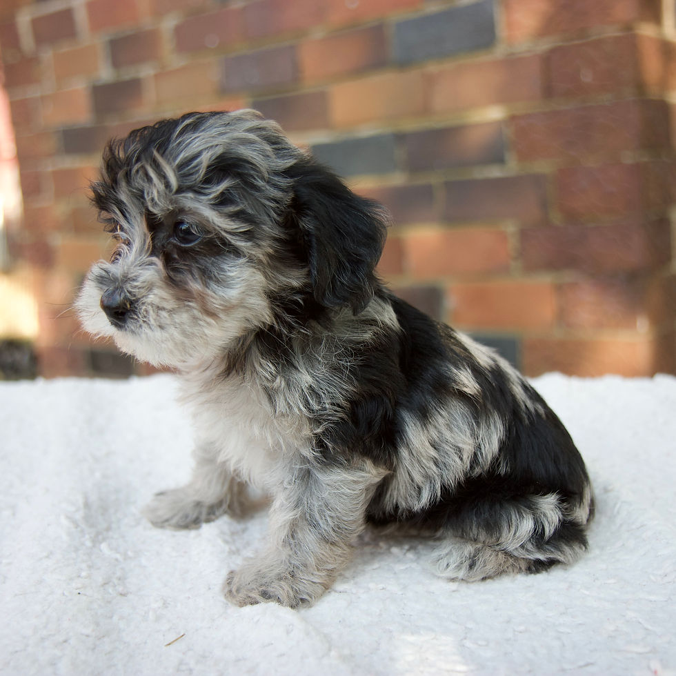 Thumbnail: Jasper Yorkiepoo