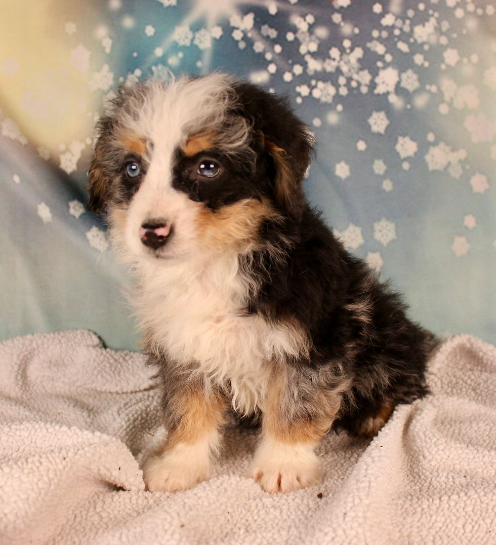 Thumbnail: Sage Mini Bernedoodle
