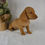 Thumbnail: Stella Miniature Dachshund