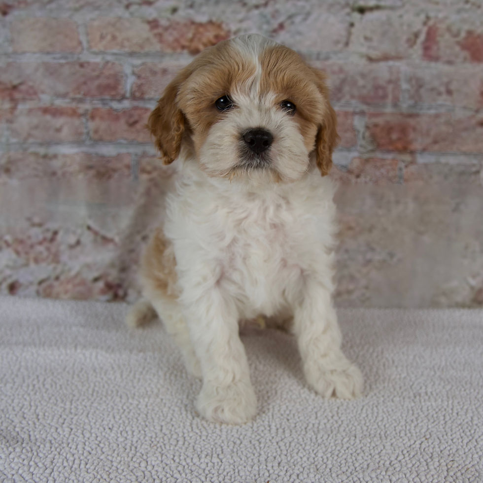 Thumbnail: Caspian Cavapoo