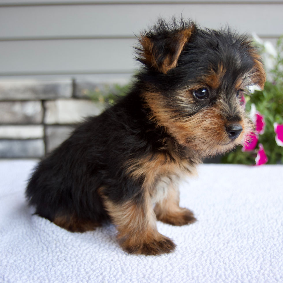 Thumbnail: River Yorkie