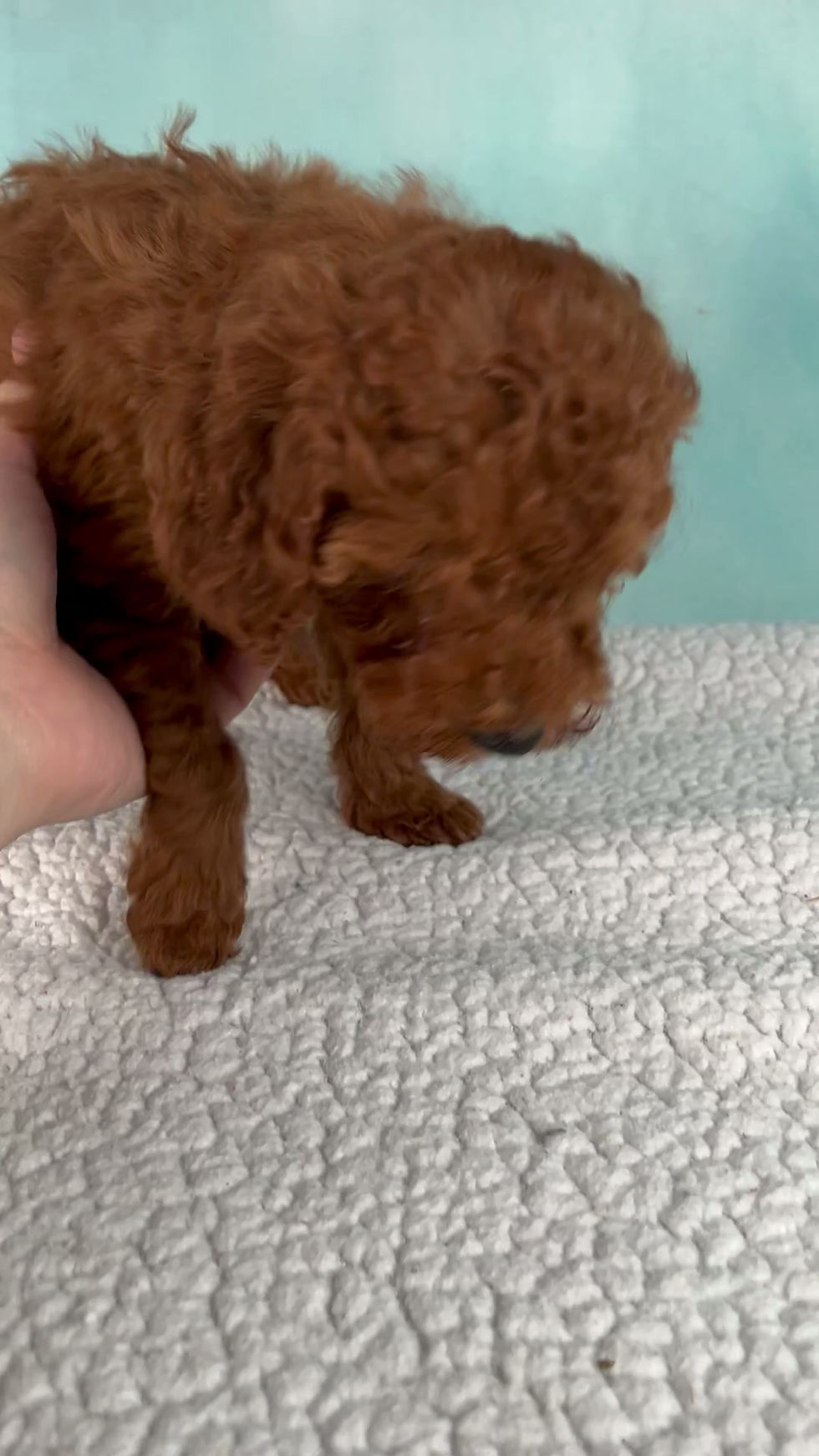 Thumbnail: Cavapoo