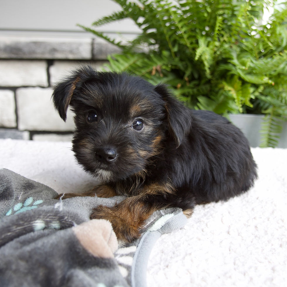 Thumbnail: morkie