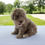 Thumbnail: Miniature Poodle