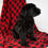 Thumbnail: Giant Schnauzer