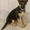 Thumbnail: Lacie German Shepherd