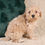 Thumbnail: Cavapoo