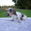 Thumbnail: Ginger Mini Dachshund
