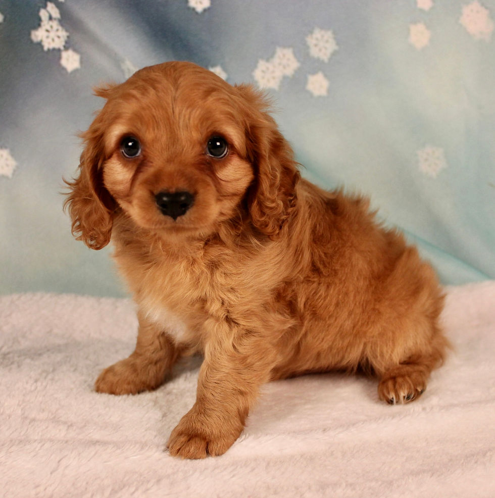 Thumbnail: cavapoo