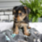 Thumbnail: morkie