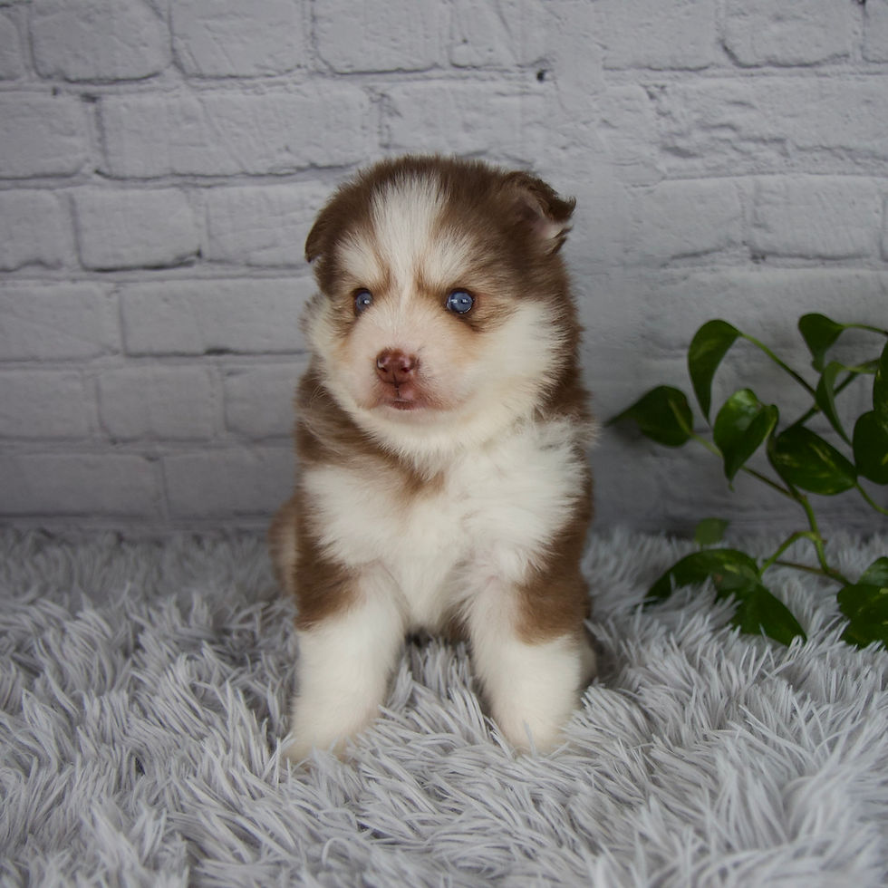 Thumbnail: Quincy Pomsky