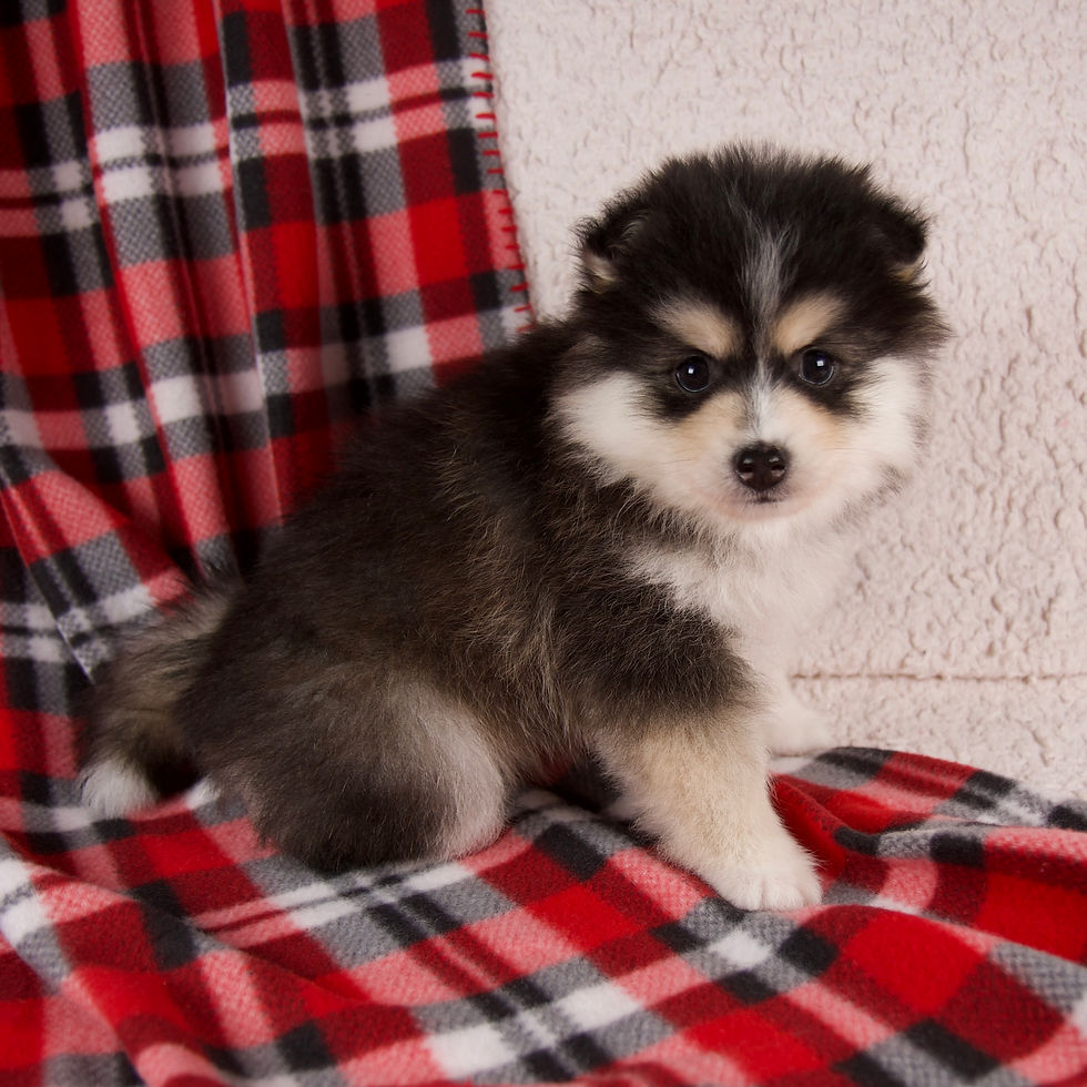 Thumbnail: Jasper Pomsky