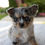 Thumbnail: Chihuahua