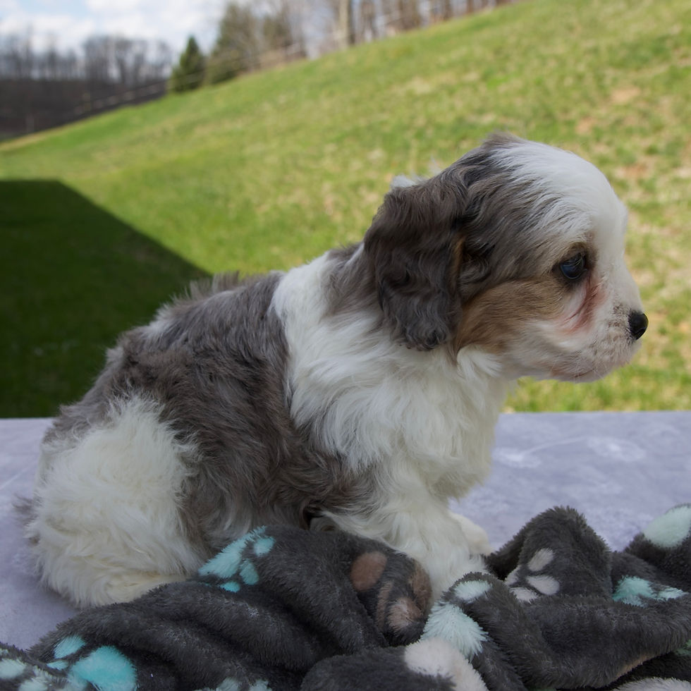 Thumbnail: Ben Cavapoo